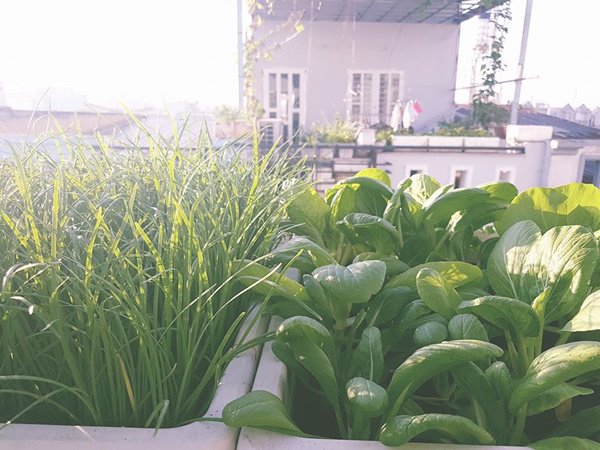 amp;#34;Đũa thầnamp;#34; biến ban công 10m2 thành vườn rau xanh mát mắt, 4 mùa ăn không hết - 4