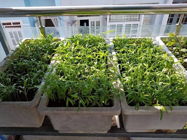 amp;#34;Đũa thầnamp;#34; biến ban công 10m2 thành vườn rau xanh mát mắt, 4 mùa ăn không hết - 5