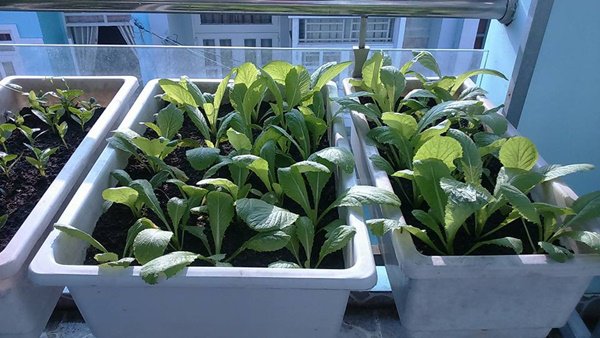 amp;#34;Đũa thầnamp;#34; biến ban công 10m2 thành vườn rau xanh mát mắt, 4 mùa ăn không hết - 6