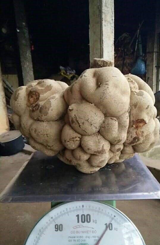 Thực hư công dụng của loại nấm nhiều người phải bỏ tiền triệu nhưng vẫn tranh nhau mua - 2