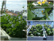 Nhà đẹp - "Đũa thần" biến ban công 10m2 thành vườn rau xanh mát mắt, 4 mùa ăn không hết
