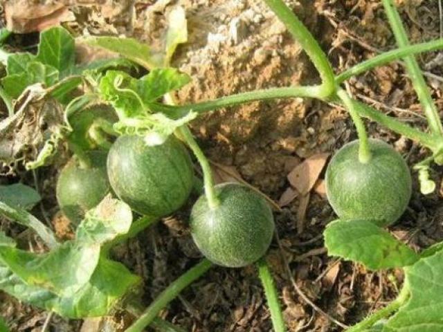 Bé bằng quả trứng cút, tưởng là quả dại, hóa ra vô cùng đáng giá