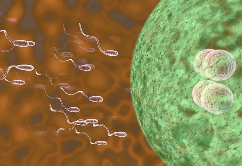 Việc thắt ống dẫn tinh sẽ khiến ống dẫn tinh của người đàn ông bị ngăn cản, không thể sản xuất tinh trùng mới ra ngoài cơ thể, từ đó tinh trùng không thể gặp được trứng để thụ thai.
