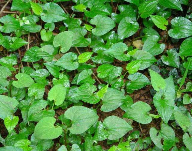 Rau diếp cá có mùi tanh khó chịu, trước chỉ cho lợn ăn, giờ bán 200 nghìn/kg - 1