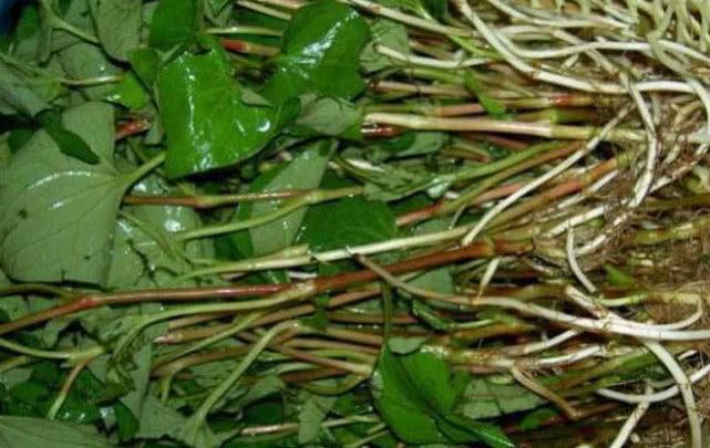 Rau diếp cá có mùi tanh khó chịu, trước chỉ cho lợn ăn, giờ bán 200 nghìn/kg - 3