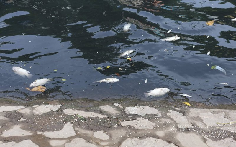 Đặc biệt dọc khu vực cống xả nước từ Hồ Tây vào sông Tô Lịch xuất hiện nhiều cá chết, chủ yếu là cá rô phi, nổi lềnh phềnh và vướng vào thanh chắn rác.
