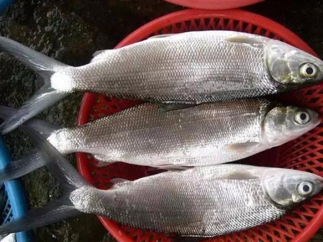 Bộ phận này của cá rất độc hại, tốt nhất không ai nên ăn kẻo rước bệnh