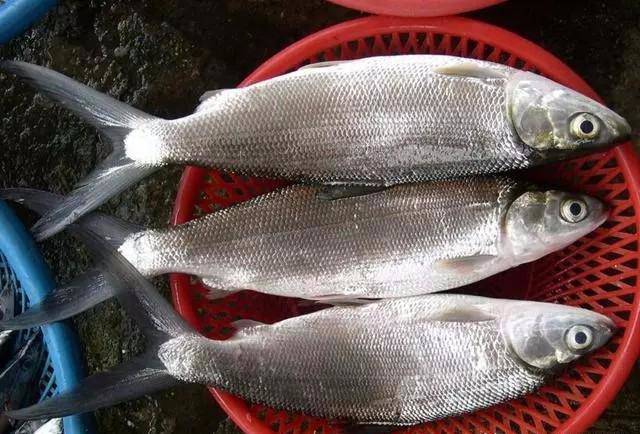 Bộ phận này của cá rất độc hại, tốt nhất không ai nên ăn kẻo rước bệnh - 1