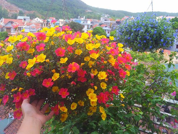 Những loại hoa thơm như nước hoa, rực rỡ xuất sắc nên trồng ở ban công - 1