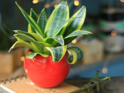 Nhà đẹp - 10 loại cây cảnh mini lọc không khí cực đỉnh, dân văn phòng chưa có phải mua ngay