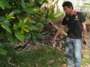 Tin tức - Thấy chú mèo đột nhiên chạy vào bụi cây rồi kêu gào, người đàn ông phát hiện kinh hoàng
