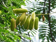 Tiêu dùng - Loại cây kì lạ, bên trong có sâu mọt có thể bán được hàng triệu đồng