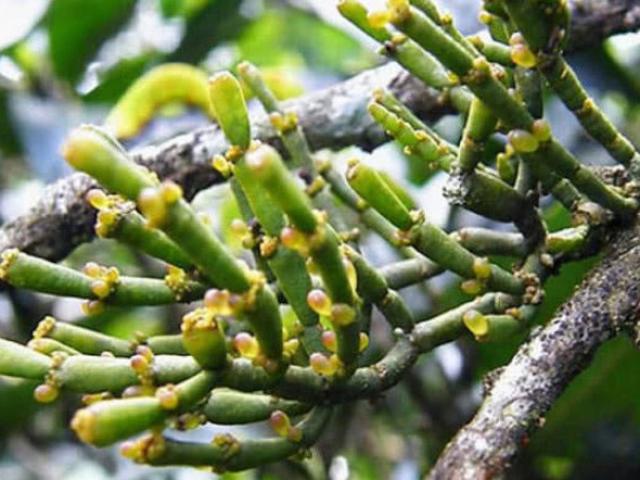 Càng cua ký sinh trên cây, giá hơn 6 triệu đồng/kg