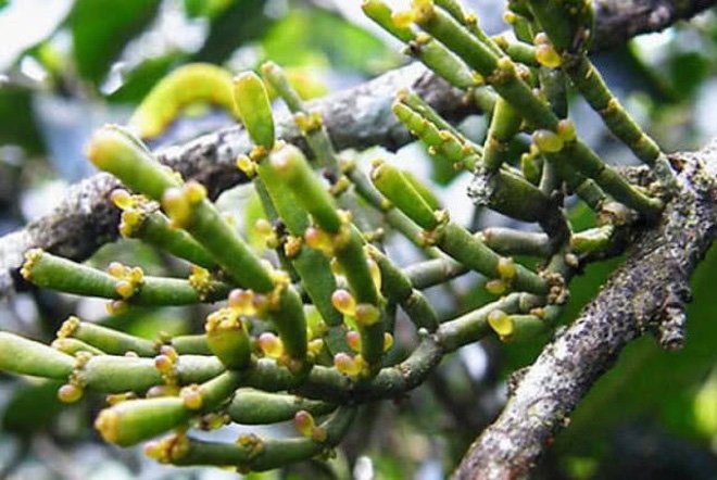 amp;#34;Càng cuaamp;#34; ký sinh trên cây, giá hơn 6 triệu đồng/kg - 1