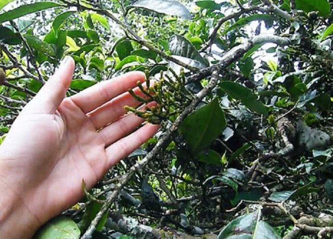 amp;#34;Càng cuaamp;#34; ký sinh trên cây, giá hơn 6 triệu đồng/kg - 2