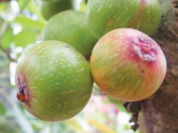 Mẹ bầu bật mí kinh nghiệm “đoạn tuyệt” với bệnh trĩ