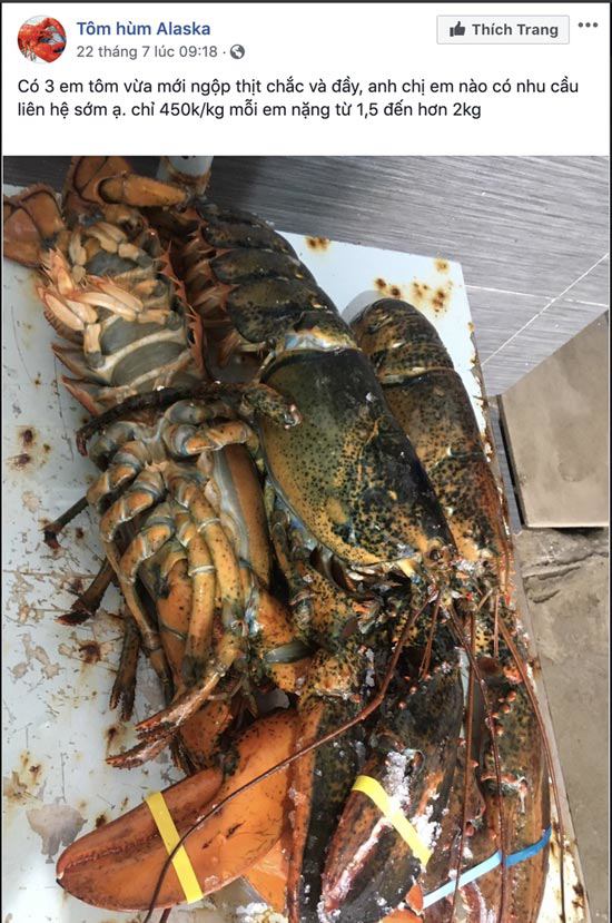 Thực hư tôm hùm Alaska có giá rẻ giật mình, chỉ 170.000 đồng/kg - 2