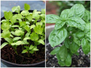 Nhà đẹp - Mách chị em 8 loại rau thơm chỉ trồng trong góc bếp cũng “lớn nhanh như thổi”