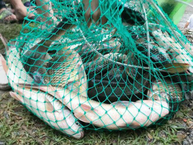 Người dân Hà Nội hì hục tát nước ngập vào nhà, ra sông Kim Ngưu vớt hàng chục kg cá - 2