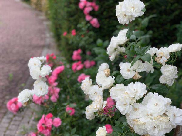 “Theo chồng bỏ cuộc chơi” ca sĩ Mỹ Lệ giàu có, bình yên trong nhà 1000m2 đẹp “líu lưỡi” - 10