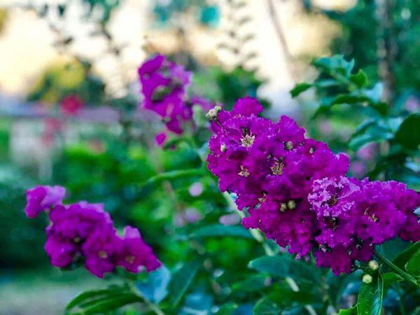 “Theo chồng bỏ cuộc chơi” ca sĩ Mỹ Lệ giàu có, bình yên trong nhà 1000m2 đẹp “líu lưỡi” - 11