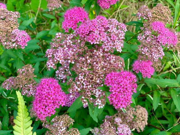 “Theo chồng bỏ cuộc chơi” ca sĩ Mỹ Lệ giàu có, bình yên trong nhà 1000m2 đẹp “líu lưỡi” - 8