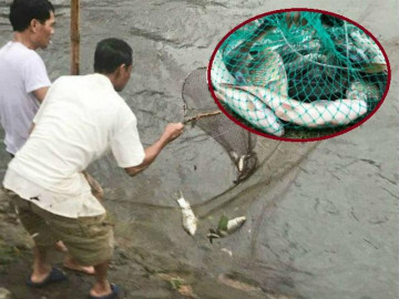Người dân Hà Nội hì hục tát nước ngập vào nhà, ra sông Kim Ngưu vớt hàng chục kg cá