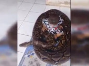 Clip Eva - Rùng mình cảnh bé trai thản nhiên chơi đùa cùng 'trăn khủng'