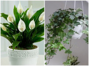 Nhà đẹp - Loại cây phong thuỷ chỉ cần có nước là sống, vừa sạch không khí, vừa hút tài hút lộc