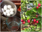 Nhà đẹp - Lỡ đổ nước luộc trứng ra vườn, 5 ngày sau vợ dụi mắt 3 lần gọi chồng xem điều lạ