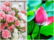 Nhà đẹp - Những loại hoa mang lại may mắn, nhất định phải mua cắm trong nhà ngày Vu Lan