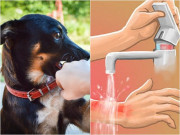Làm mẹ - Bé 2 tuổi bị chó cắn lộ xương sọ, bác sĩ hướng dẫn cách sơ cứu chính xác nhất