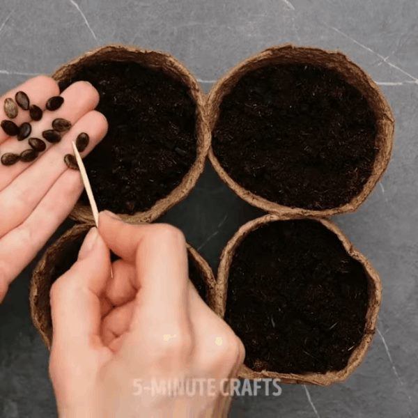 Bố trẻ mang hạt dưa hấu đùm trong giấy ăn, con gái bất ngờ thấy sự lạ sau 4 đêm - 3