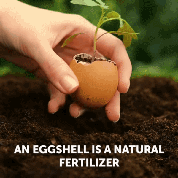 Bố trẻ mang hạt dưa hấu đùm trong giấy ăn, con gái bất ngờ thấy sự lạ sau 4 đêm - 6