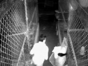 Tin tức - Tên trộm đồ lót phụ nữ tử vong trong chuồng gà và cái kết bất ngờ