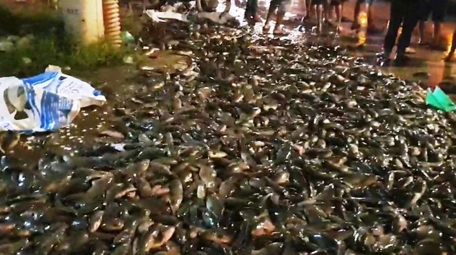 Cá đổ ngập đường phố Sài Gòn khi xe lật, nhiều người có hành động lạ - 1
