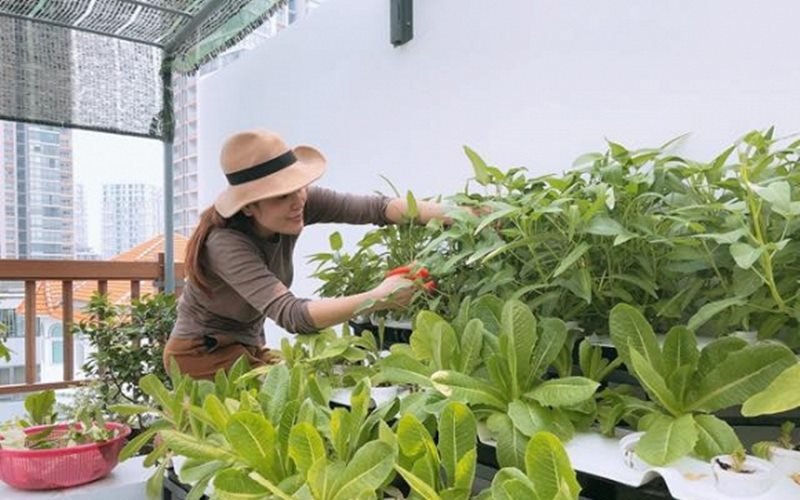 Sân thượng của gia đình Phương Lê khá rộng rãi, nên cô không ngần ngại tận dụng ngay để trồng thêm rau xanh, sạch với những phương pháp trồng khoa học, hiện đại nhất.

