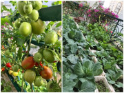 Nhà đẹp - Vườn sân thượng xanh tươi đã mắt, 4 mùa ăn rau sạch của gia đình ở Hải Dương