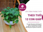 Clip Eva - 12 con giáp nên sử dụng cây cảnh phong thủy nào để của cải dồi dào, hồng phúc tề thiên?