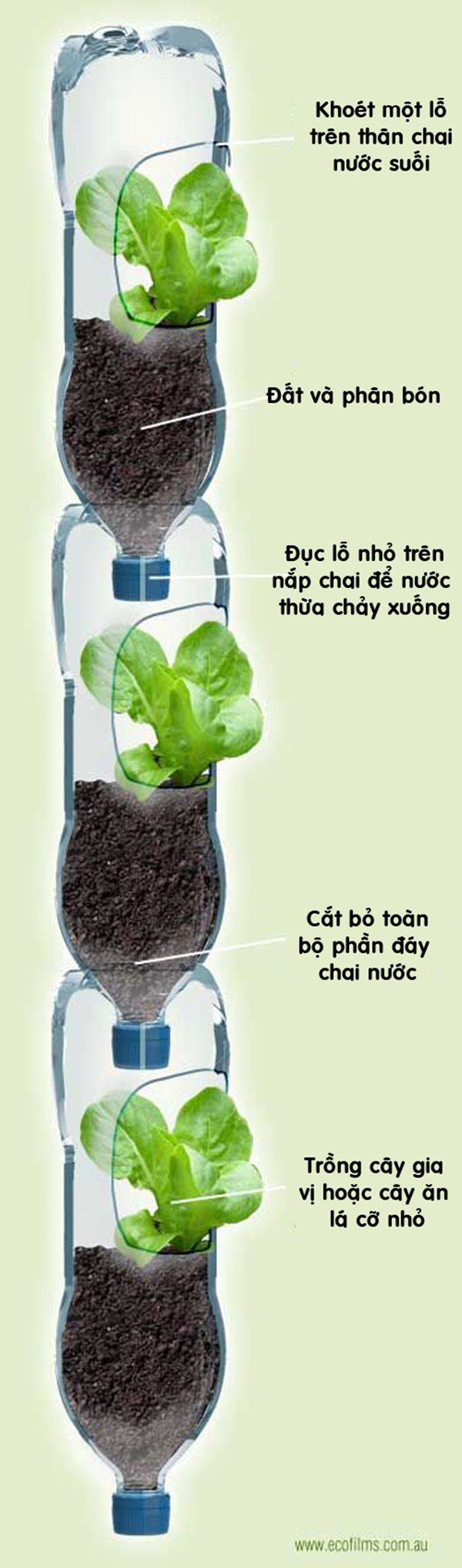Bí quyết trồng cây từ vỏ chai nhựa không tốn 1 xu, quanh năm vẫn có rau ăn đủ - 8