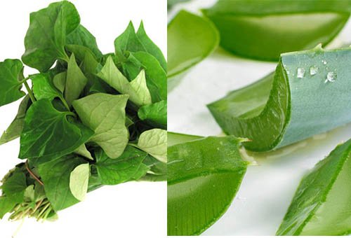 Giã nát rau diếp cá rồi cho thêm thứ này, mụn cứng đầu đến đâu cũng hết sạch đến đó - 2