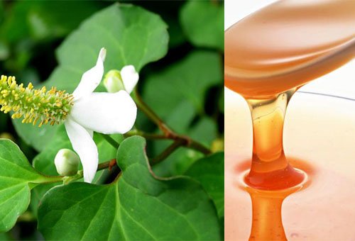 Giã nát rau diếp cá rồi cho thêm thứ này, mụn cứng đầu đến đâu cũng hết sạch đến đó - 6