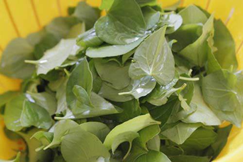 Giã nát rau diếp cá rồi cho thêm thứ này, mụn cứng đầu đến đâu cũng hết sạch đến đó - 1
