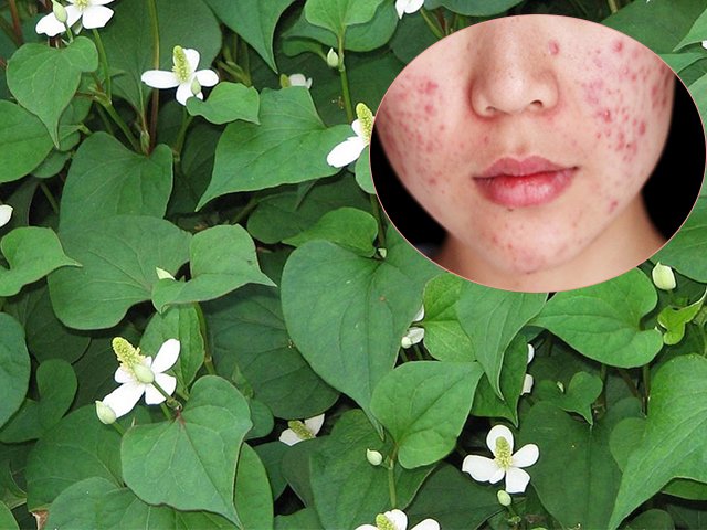 Giã nát rau diếp cá rồi cho thêm thứ này, mụn cứng đầu đến đâu cũng hết sạch đến đó