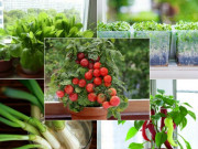 Nhà đẹp - Top 9 loại rau củ vô cùng thích hợp để trồng ở cửa sổ nhà bếp