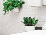 Nhà đẹp - Tuổi Thân hợp cây gì để vừa đẹp lại vừa rước nhiều lộc vào nhà?