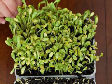 Mách bạn cách trồng rau mầm hướng dương cực ngon, bổ, lạ tại nhà