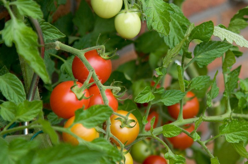 Trong những trường hợp cực đoan hơn, ăn lá cà chua thậm chí có thể dẫn đến tử vong, vì vậy tốt nhất là tránh chúng hoàn toàn.
