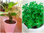 Nhà đẹp - 12 loại cây để bàn giúp gọi tài lộc, dân văn phòng chưa có nhất định phải mua ngay