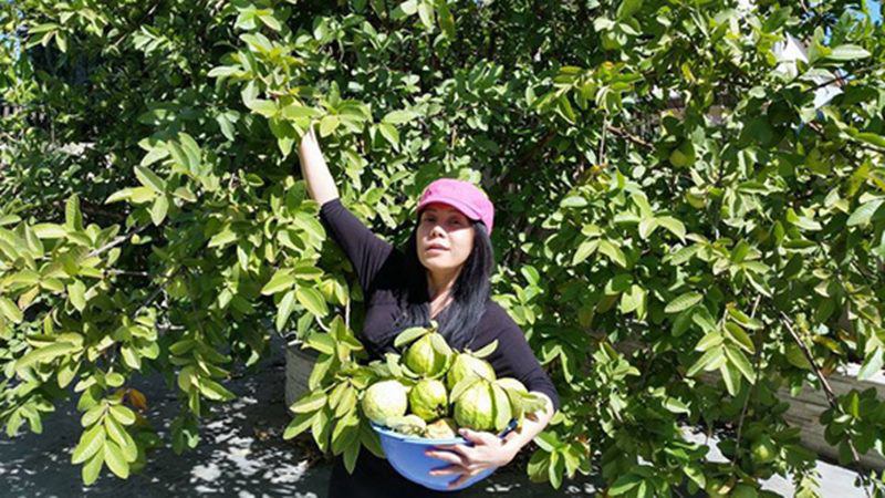 Ngoài ra Việt Hương có một vườn cây trái ngay trước sân nhà. Nữ danh hài tự hào khoe những trái hồng thu hoạch được.
